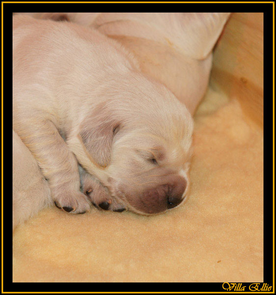 comprar golden retriever villa ellie